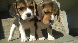 Beagles Hembras Tricolor