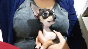 Hembra Chihuahua super mini