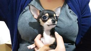 Super mini hembra chihuahua