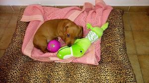 VENDO DACHSHUND MINI 60 DIAS HERMOSISIMO