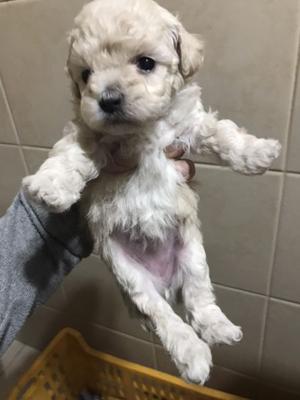 VENDO perritos caniches minitoy
