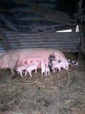 Vendo lote cerdas madres preñadas