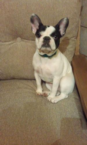 bulldog frances hembra con papeles fca 6 meses