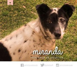 Perros en Adopción - Miranda toda dulzura