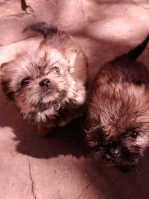 Vendo cachorritos pekinés cruza con caniche