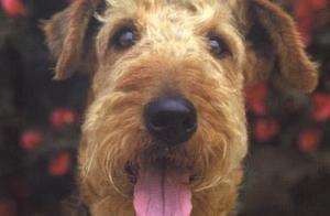 Airedale Terrier, 10 Meses Para Entendidos Con Pedigree Fca