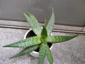 Aloe Maculata En Maceta Telgopor Mediana Hojas Grandes