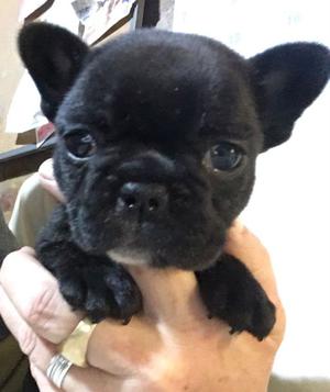 Bulldog francés cachorros negro con blanco o atigrado