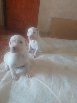 Cachorro Dogo argentino