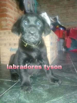 Cachorro labrador retriever negro