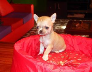 Chihuahuas Hembras Super Minis Fca