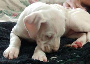 Dogo Argentino Cachorros De Excelente Linea De Sangre