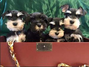 Hermosos Schnauzer Miniatura Multiples Campeones!!!