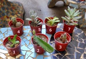 Lote De 5 Cactus Y Suculentas A Eleccion. Souvenirs en