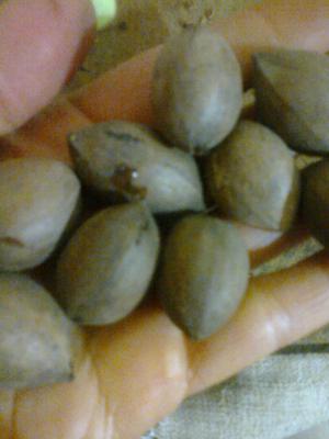 Nuces de pecan