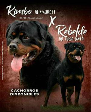 Vendo Cachorros Rottweilers, Solo Machos Disponible