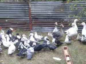 Venta De Patos Criollos Adultos