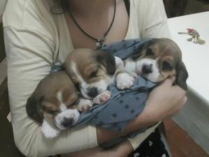 beagles tricolor y bicolor machitos