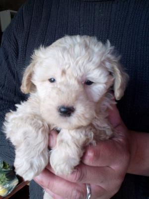 Bello caniche pura raza.« Día del niño»