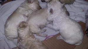 Cachorro micro toy