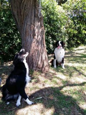 Cachorros Border Collie