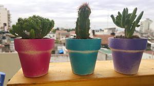 Cactus y suculentas, ideal souvenirs