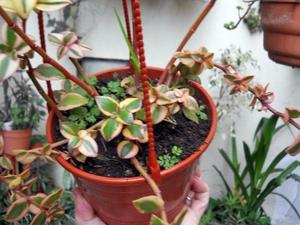 Crassula Sarmentosa Variegata planta adulta maceta 13