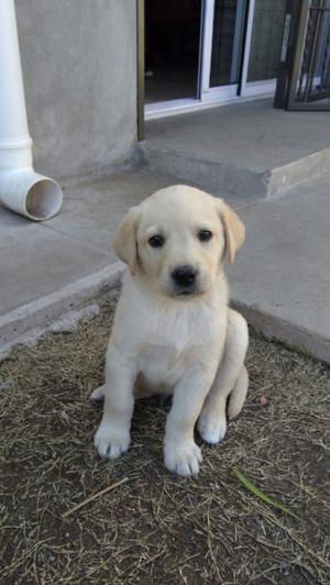 Vendo Cachorro Labrador (hembra)