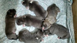 American Bully Standard "DISPONIBLES"