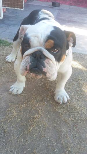 Bulldog Ingles blac tri