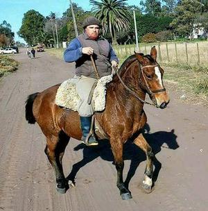 Caballo macho castrado manso