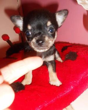 Chihuahua machito mini