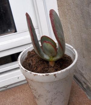 Planta Crasa cotyledon orbiculata en recipiente de 10 cm