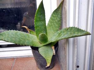 Planta De Aloe Maculata En Maceta Numero 12, hojas grandes