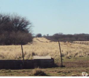 campo en el bosque de calden