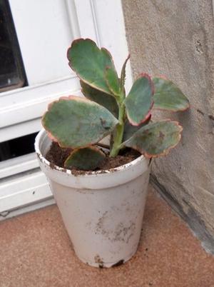 kalanchoe fedtschenkoi variegata en recipiente de 10 cm