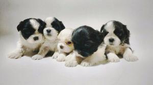 Hermosos SHIH TZU puros