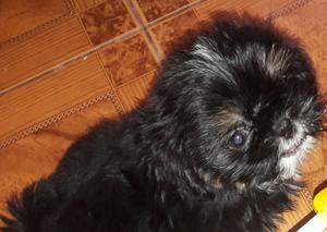 SHIH TZU HEMBRITA