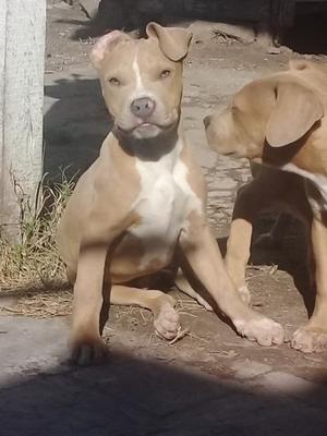 VENDO CACHORROS PITBULL