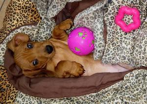 VENDO HOY DACHSHUND MINI 60 DIAS HERMOSISIMO