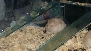 Topo ruso hamster