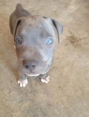 Cachorros Pitbull Blue Con Ojos Celestes Y Verdes