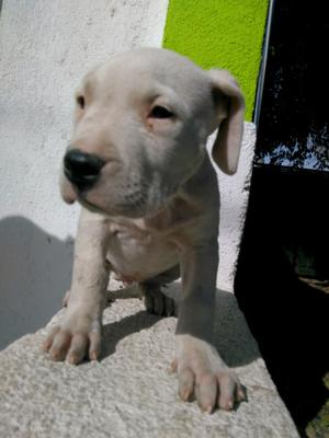 Dogo argentino hembra