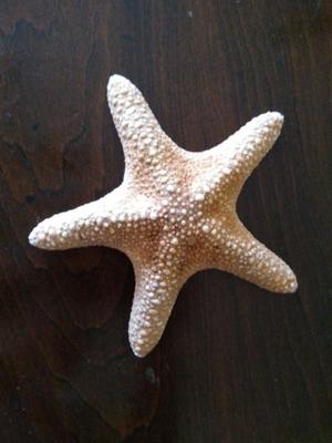 Estrella de mar para usar como adorno