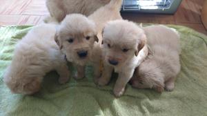 Excelentes cachorros GOLDEN RETRIEVER!!!