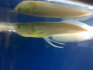 Silver Arowana De 15 Cm - Oferta!!!