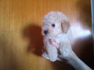 Vendo cachorros Caniche mini toy