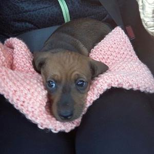 Vendo perrita mini- salchicha Dachshund