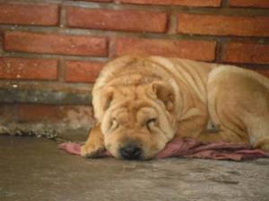 Shar pei de lujo