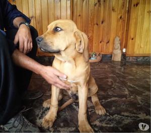 cachorros fila brasilero